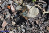 Spialia therapne (Esperide sardo-corsa)