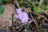 Spialia therapne (Esperide sardo-corsa)