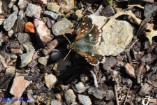 Spialia therapne (Esperide sardo-corsa)