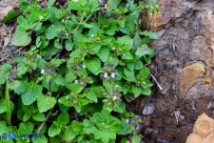 Stachys arvensis (Stregona minore)