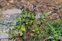 Stachys arvensis (Stregona minore)