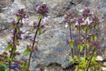 Stachys arvensis (Stregona minore)