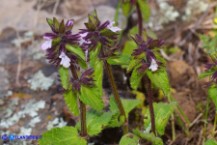 Stachys arvensis (Stregona minore)