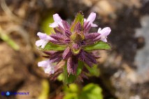 Stachys arvensis (Stregona minore)