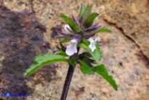Stachys arvensis (Stregona minore)