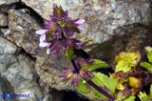 Stachys arvensis (Stregona minore)