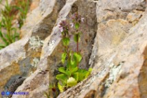Stachys arvensis (Stregona minore)