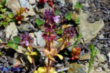 Stachys arvensis (Stregona minore)
