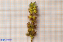 Stachys arvensis (Stregona minore)