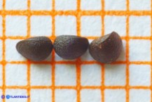 Stachys arvensis (Stregona minore): le nucule