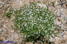 Stachys corsica (Betonica di Corsica, Stregona di Corsica)