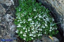 Stachys corsica (Betonica di Corsica, Stregona di Corsica)