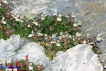 Stachys corsica (Betonica di Corsica, Stregona di Corsica)