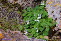 Stachys corsica (Betonica di Corsica, Stregona di Corsica)