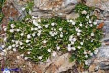Stachys corsica (Betonica di Corsica, Stregona di Corsica)