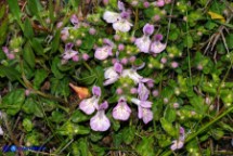 Stachys corsica (Betonica di Corsica, Stregona di Corsica)