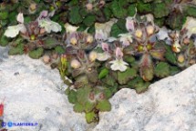 Stachys corsica (Betonica di Corsica, Stregona di Corsica)