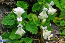 Stachys corsica (Betonica di Corsica, Stregona di Corsica)