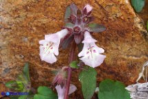 Stachys corsica (Betonica di Corsica, Stregona di Corsica)