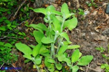 Stachys germanica subsp. germanica (Stregona germanica)