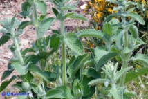 Stachys germanica subsp. germanica (Stregona germanica)