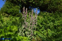 Stachys germanica subsp. germanica (Stregona germanica)