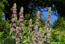 Stachys germanica subsp. germanica (Stregona germanica)