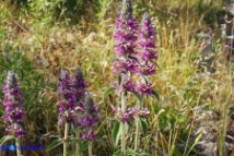 Stachys germanica subsp. germanica (Stregona germanica)