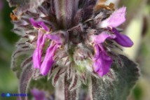 Stachys germanica subsp. germanica (Stregona germanica)