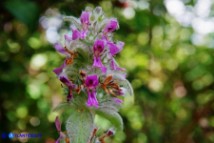 Stachys germanica subsp. germanica (Stregona germanica)