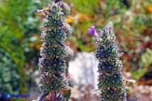 Stachys germanica subsp. germanica (Stregona germanica)