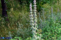 Stachys germanica subsp. germanica (Stregona germanica)