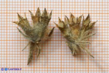 Stachys germanica subsp. germanica (Stregona germanica): il calice