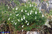 Stachys glutinosa (Stregona spinosa,  Betonica fetida)