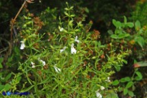 Stachys glutinosa (Stregona spinosa,  Betonica fetida)