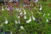 Stachys glutinosa (Stregona spinosa,  Betonica fetida)