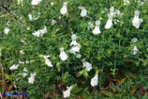 Stachys glutinosa (Stregona spinosa,  Betonica fetida)