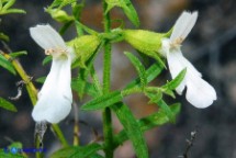 Stachys glutinosa (Stregona spinosa,  Betonica fetida)