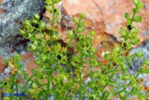 Stachys glutinosa (Stregona spinosa,  Betonica fetida)