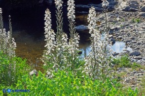 Staphisagria requienii (Speronella variopinta)