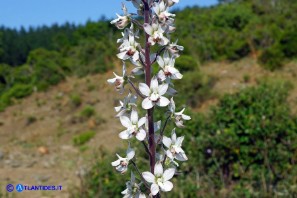 Staphisagria requienii (Speronella variopinta)