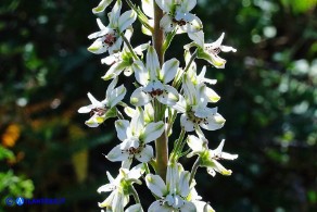 Staphisagria requienii (Speronella variopinta)