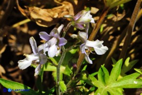 Staphisagria requienii (Speronella variopinta)