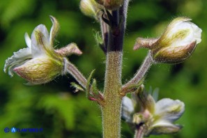 Staphisagria requienii (Speronella variopinta)