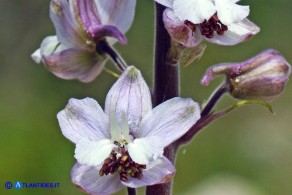 Staphisagria requienii (Speronella variopinta)