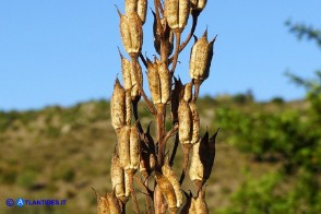 Staphisagria requienii (Speronella variopinta)