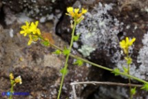 Succowia balearica (Soccovia delle Baleari)