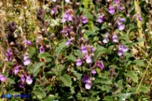 Teucrium chamaedrys subsp. chamaedrys (Camedrio comune)