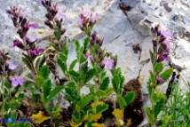 Teucrium chamaedrys subsp. chamaedrys (Camedrio comune)