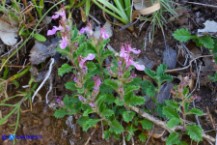 Teucrium chamaedrys subsp. chamaedrys (Camedrio comune)